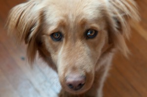 Lulu