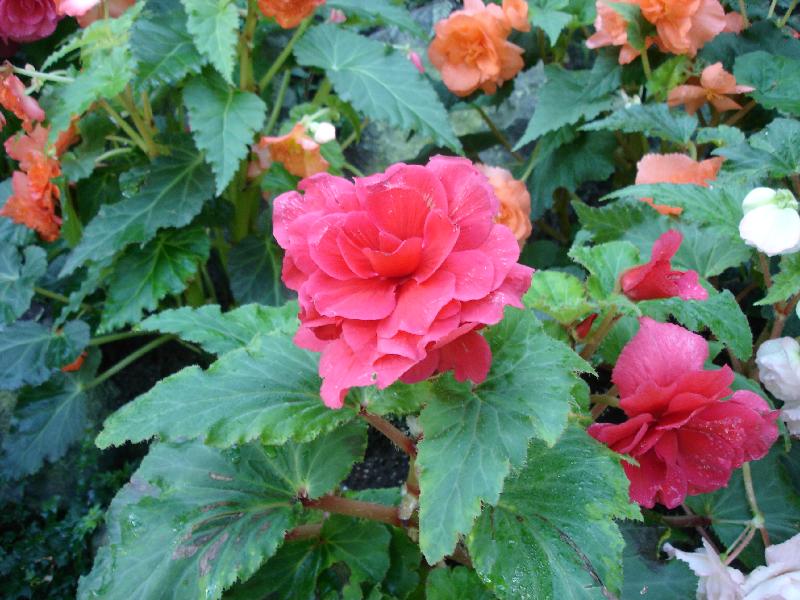 DSC00992 <?xml version=