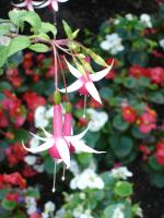 DSC01117 <?xml version=