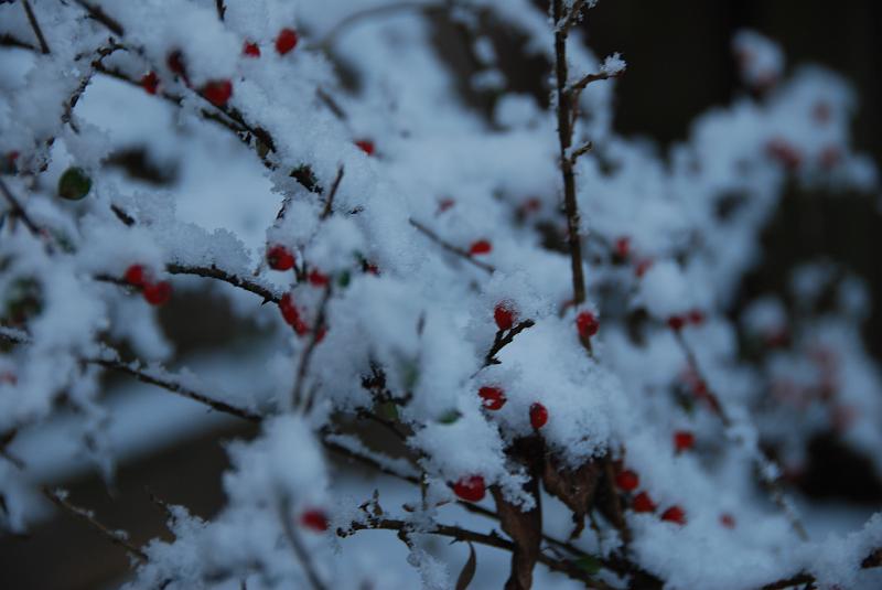 DSC_0019