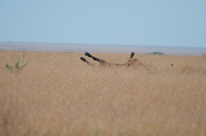 DSC_1384